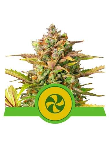 ROYAL QUEEN SEEDS - Sweet ZZ Auto - 1