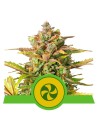 ROYAL QUEEN SEEDS - Sweet ZZ Auto - 1