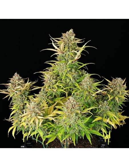 ROYAL QUEEN SEEDS - Sweet ZZ Auto - 3