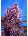 SWEET SEEDS - Red Poison Auto - 1