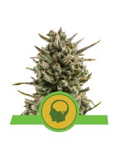 ROYAL QUEEN SEEDS - Amnesia Haze Automatic - 1