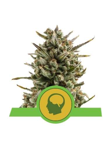 ROYAL QUEEN SEEDS - Amnesia Haze Automatic - 1