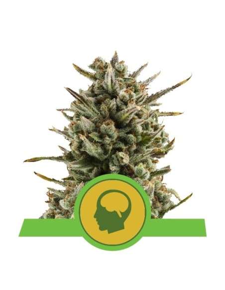 ROYAL QUEEN SEEDS - Amnesia Haze Automatic - 1
