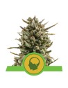 ROYAL QUEEN SEEDS - Amnesia Haze Automatic - 1