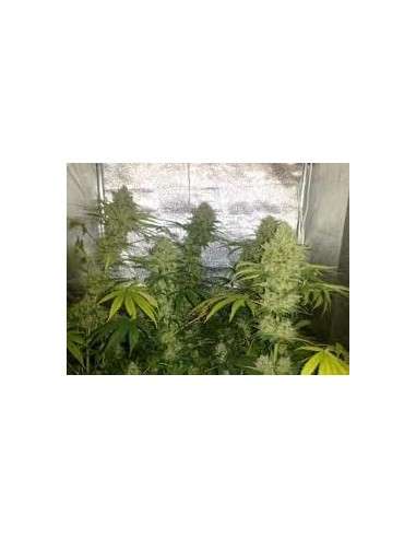 DUTCH PASSION - Euforia - 3