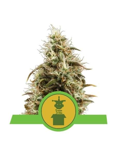 ROYAL QUEEN SEEDS - Royal Jack Automatic - 1