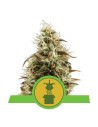 ROYAL QUEEN SEEDS - Royal Jack Automatic - 1