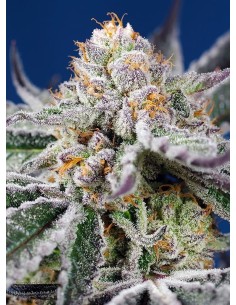 Sweet Seeds - Orange Apricot Glue XL Auto - 1