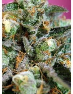 -40% SWEET SEEDS - Sweet Nurse Auto CBD 3+1 - 1 2