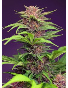 Sweet Seeds - Red Mimosa XL Auto - 1