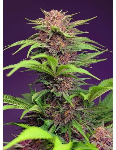 Sweet Seeds - Red Mimosa XL Auto - 1