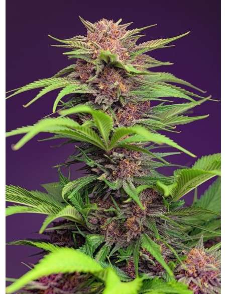 Sweet Seeds - Red Mimosa XL Auto - 1