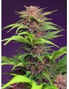 Sweet Seeds - Red Mimosa XL Auto - 1