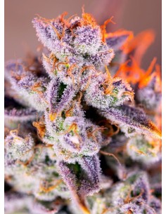 Sweet Seeds - Tropicanna Poison XL Auto - 1