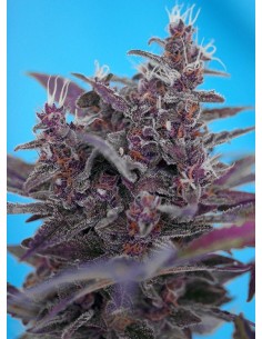 SWEET SEEDS - Black Cream Auto - 1