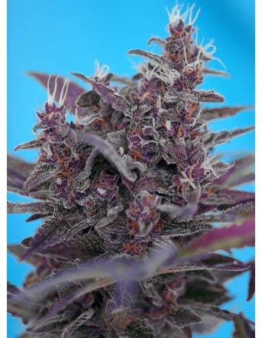 SWEET SEEDS - Black Cream Auto - 1