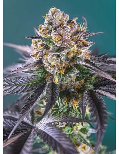 Sweet Seeds - Red Strawberry Banana Auto - 1