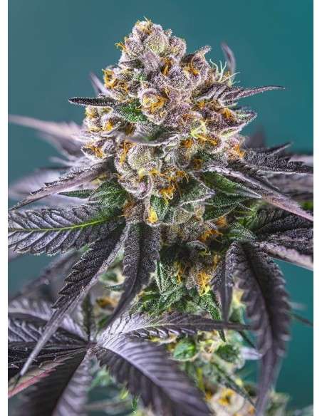 Sweet Seeds - Red Strawberry Banana Auto - 1
