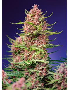 Sweet Seeds - Strawberry Cola Sherbet F1 Fast Version - 1