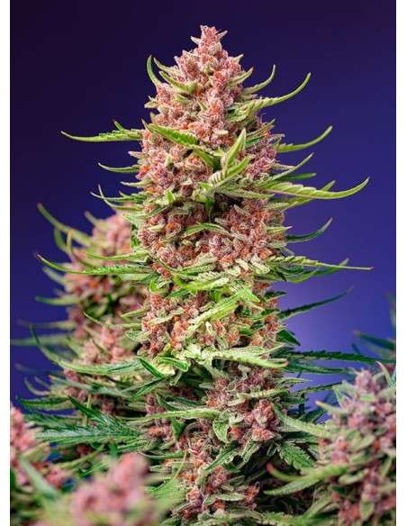 Sweet Seeds - Strawberry Cola Sherbet F1 Fast Version - 1