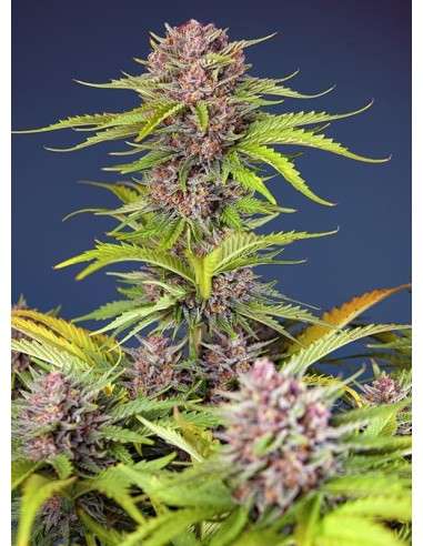 Sweet Seeds - Mimosa Bruce Banner XL Auto - 1