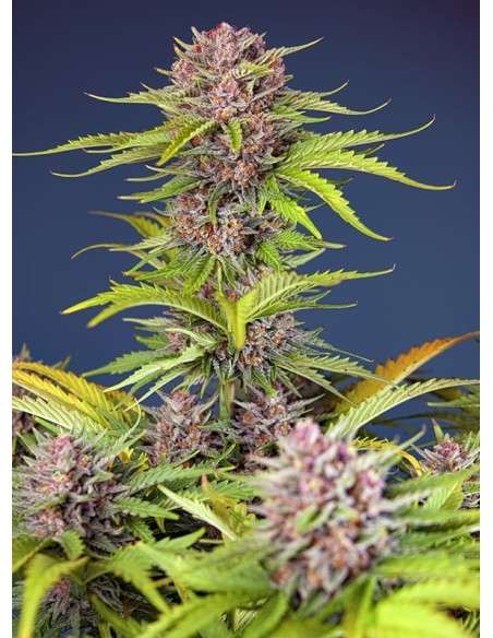 Sweet Seeds - Mimosa Bruce Banner XL Auto - 1