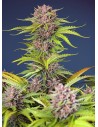 Sweet Seeds - Mimosa Bruce Banner XL Auto - 1