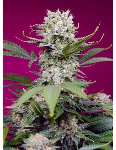 Sweet Seeds - Sweet Mandarine Zkittlez XL Auto - 1