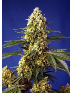 Sweet Seeds - Strawberry Banana Gelato XL Auto - 1