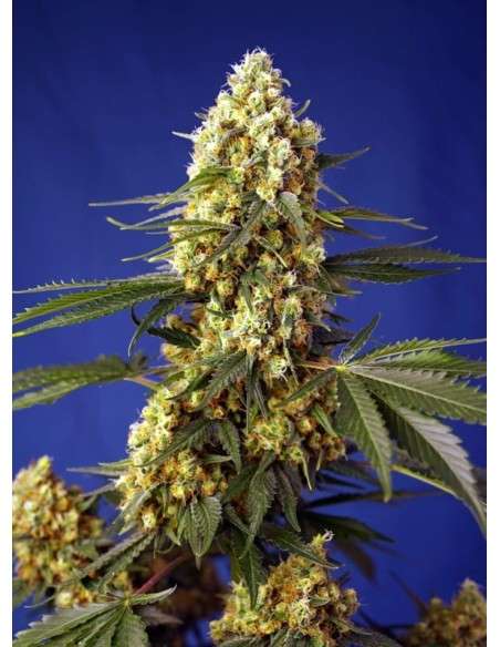 Sweet Seeds - Strawberry Banana Gelato XL Auto - 1