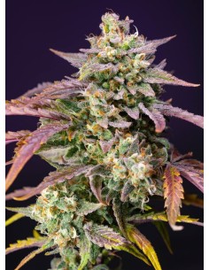 Sweet Seeds - Purple Punch OG XL Auto - 1