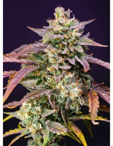 Sweet Seeds - Purple Punch OG XL Auto - 1