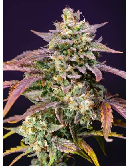 Sweet Seeds - Purple Punch OG XL Auto - 1