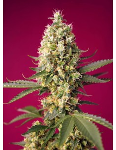 Sweet Seeds - Skywalker OG Runtz XL Auto - 1