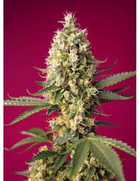 Sweet Seeds - Skywalker OG Runtz XL Auto - 1