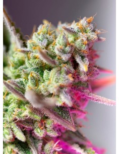 Sweet Seeds - Sweet Mimosa XL Auto - 1