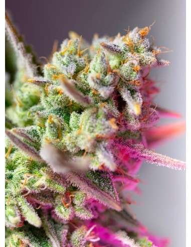 Sweet Seeds - Sweet Mimosa XL Auto - 1