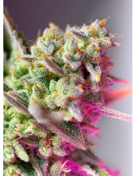 Sweet Seeds - Sweet Mimosa XL Auto - 1