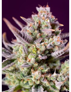 Sweet Seeds - Sweet Zenzation XL Auto - 1