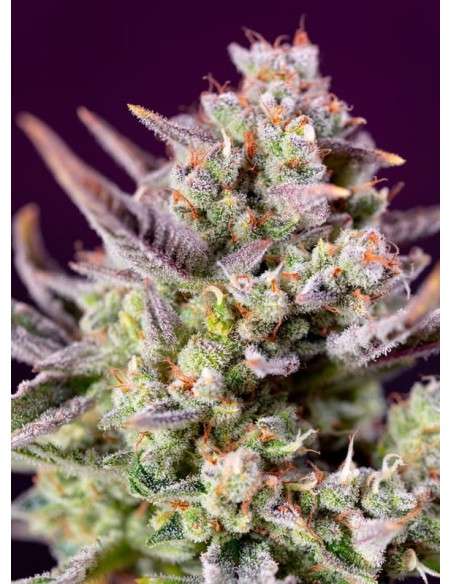 Sweet Seeds - Sweet Zenzation XL Auto - 1
