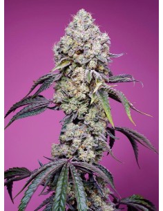 Sweet Seeds - Sweet Mandarine Zkittlez F1 Fast Version - 1