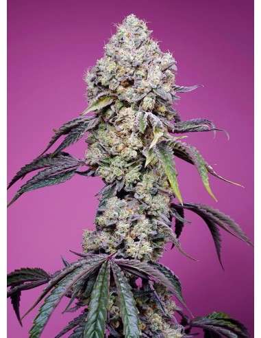 Sweet Seeds - Sweet Mandarine Zkittlez F1 Fast Version - 1
