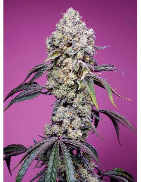 Sweet Seeds - Sweet Mandarine Zkittlez F1 Fast Version - 1