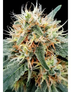 PARADISE SEEDS - Stromboli Auto - 1