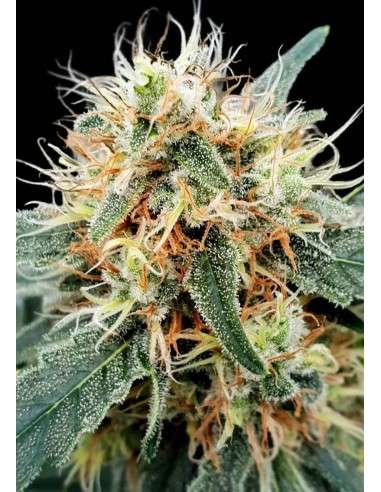 PARADISE SEEDS - Stromboli Auto - 1