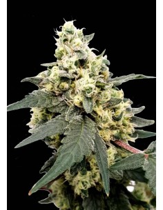 PARADISE SEEDS - Lemonade Auto - 1