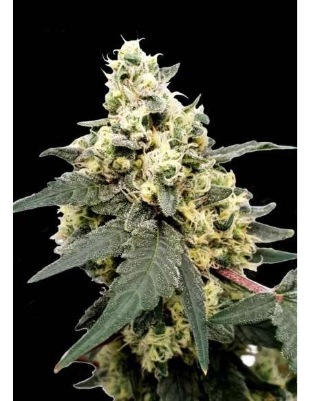 PARADISE SEEDS - Lemonade Auto - 1