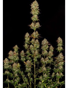 PARADISE SEEDS - Apricot Candy - 1
