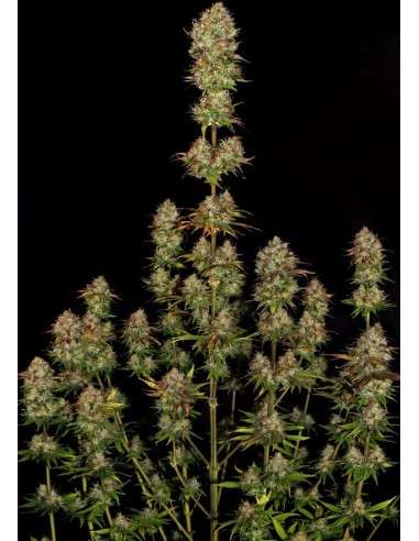 PARADISE SEEDS - Apricot Candy - 1