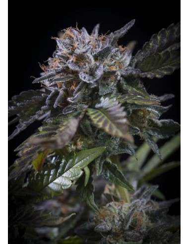 PARADISE SEEDS - White Noise - 1